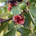בית נופש Lipoglav Loce pri Poljcanah