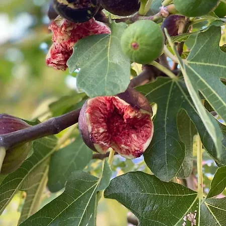 펜션 Lipoglav Loce pri Poljcanah