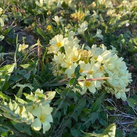 Lipoglav Casa de Férias *