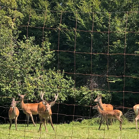 Lipoglav Loče pri Poljčanah