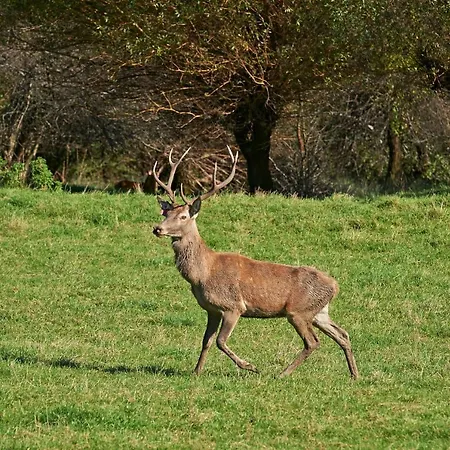 Lipoglav Casa de Férias Loče pri Poljčanah