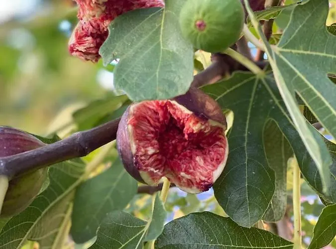 Feriehus Lipoglav Loče pri Poljčanah