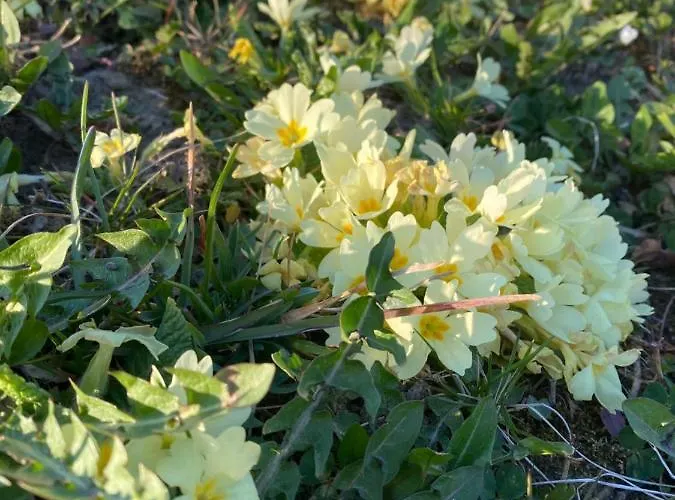 Lipoglav Ferienhaus *