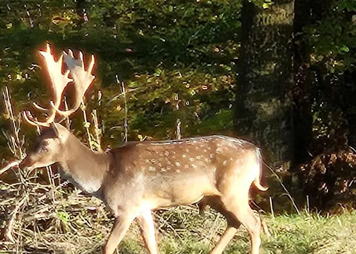 Lipoglav Ferienhaus *