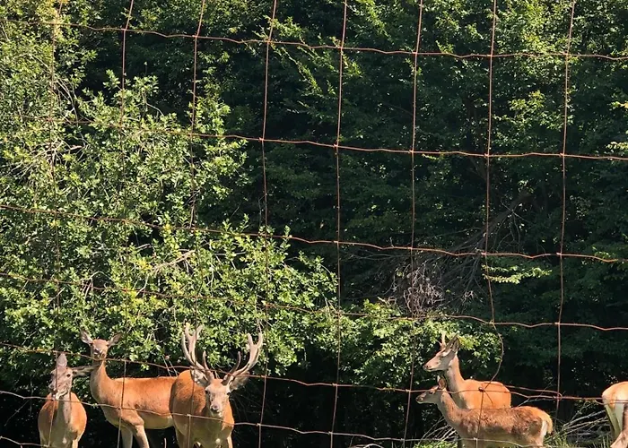 Lipoglav Loče pri Poljčanah